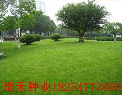 高羊茅草坪種子在城市綠化中的選種與管理