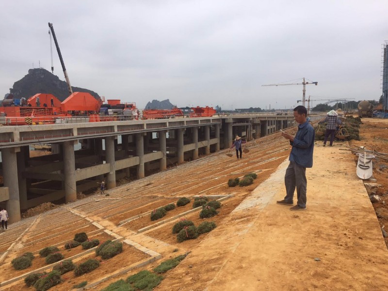 馬尼拉草皮護坡工程與城市綠化管理 精細化施工與長效養護指南