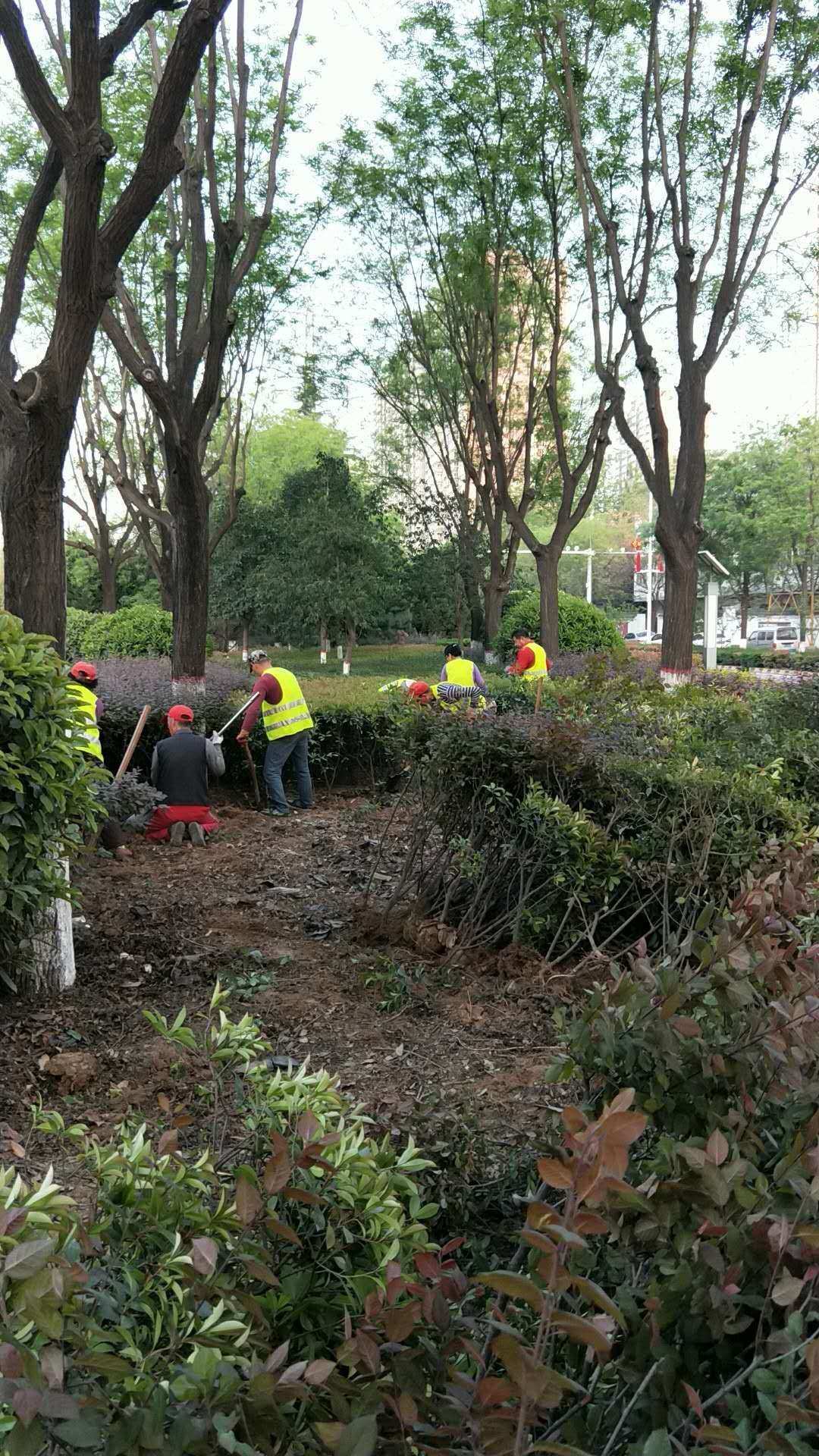 美篇 生態公司快速啟動景觀綠化及人行道提升改造工程