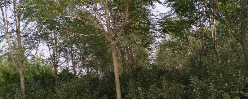 園林綠化工程施工是否需要資質？城市綠化管理全面解讀